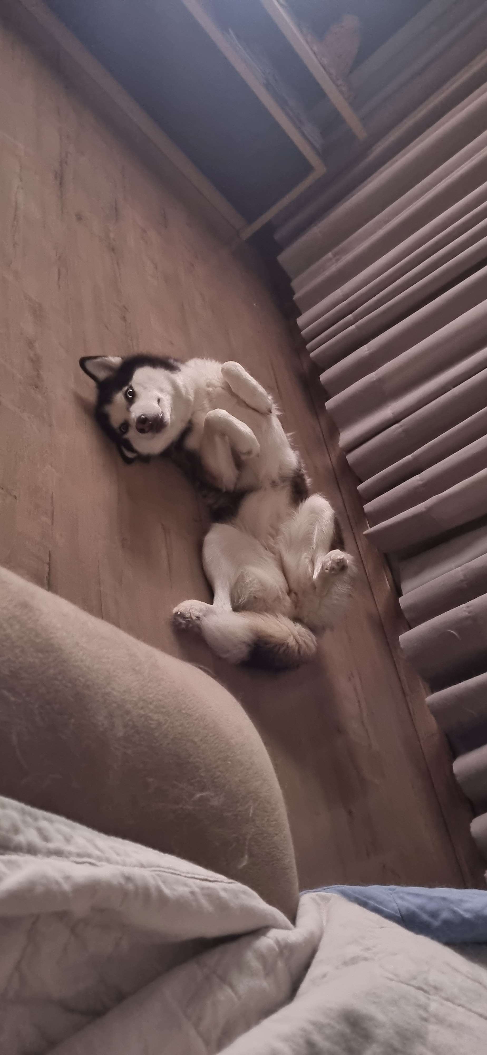Claire, a husky siberiana